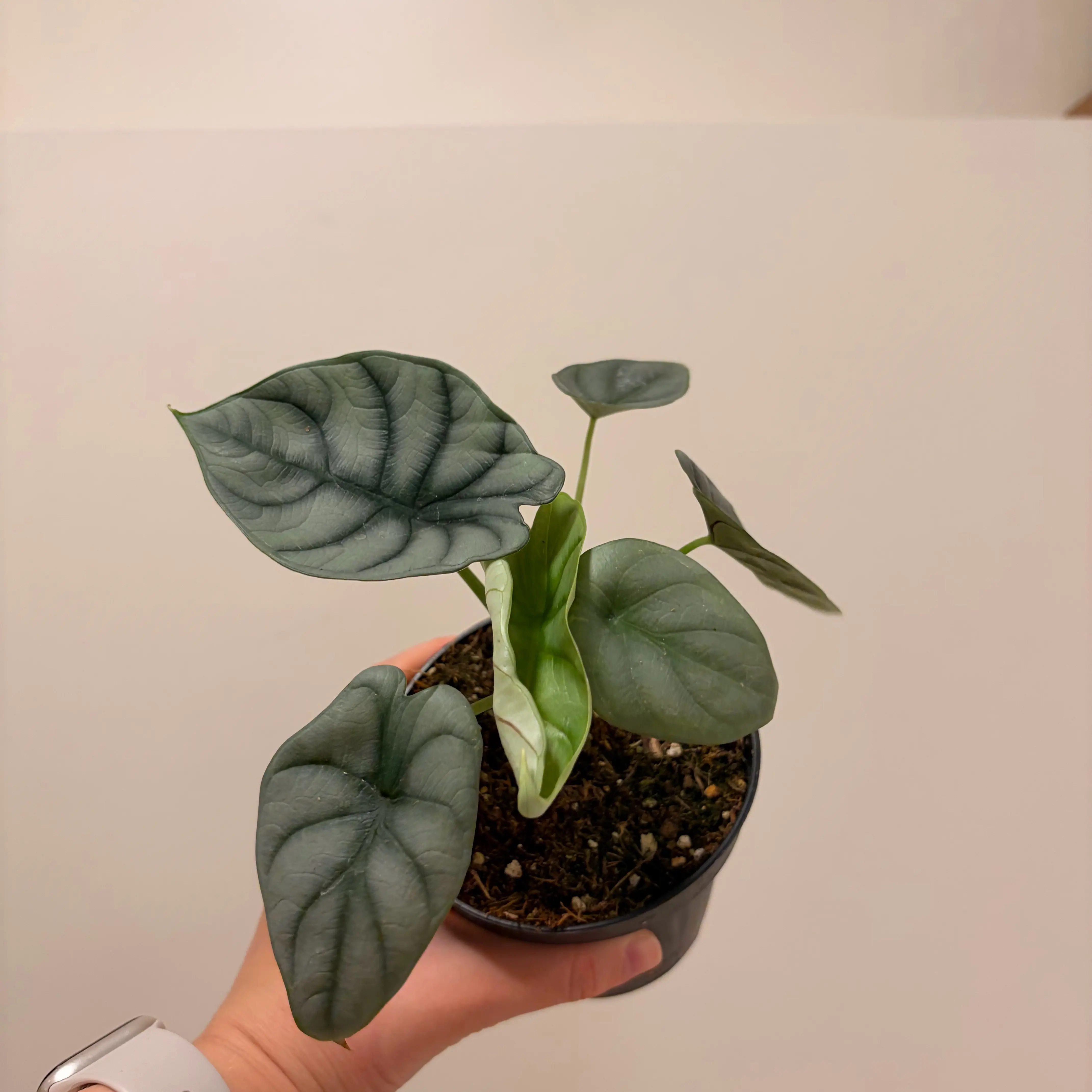 Photo of the plant species Alocasia Silver Dragon by @Yuliaabo named Малишик on Greg, the plant care app