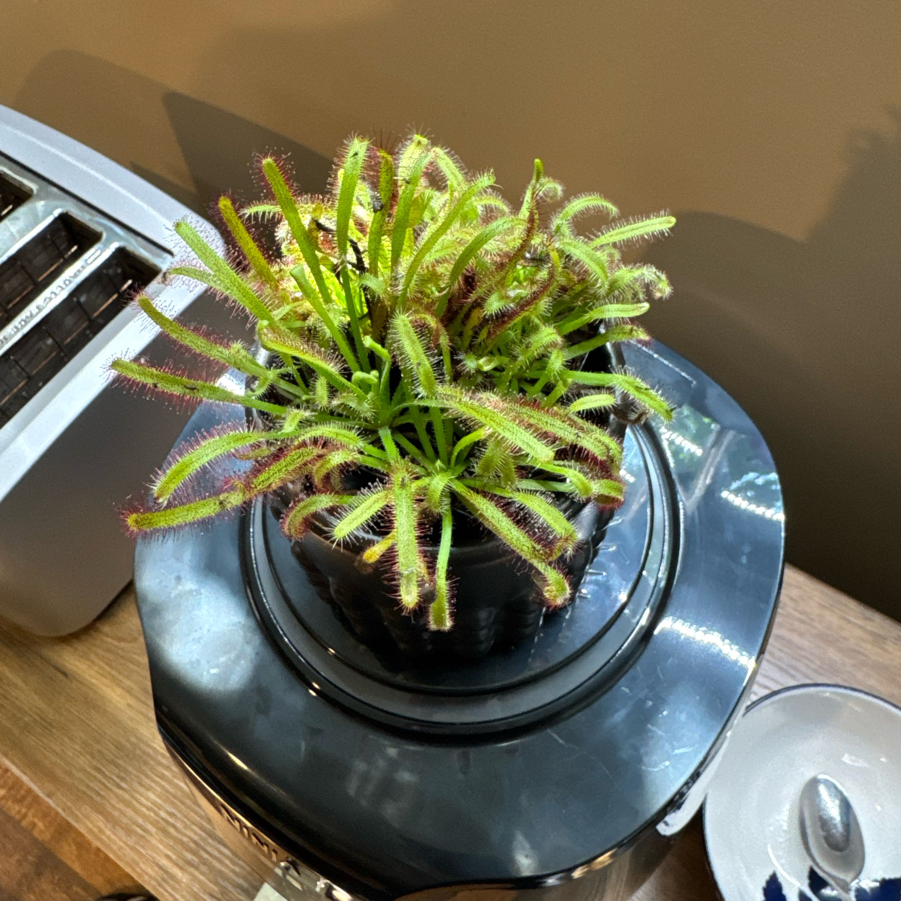 Photo of the plant species Cape Sundew by @DapperTimeout69 named Cape Sundew on Greg, the plant care app