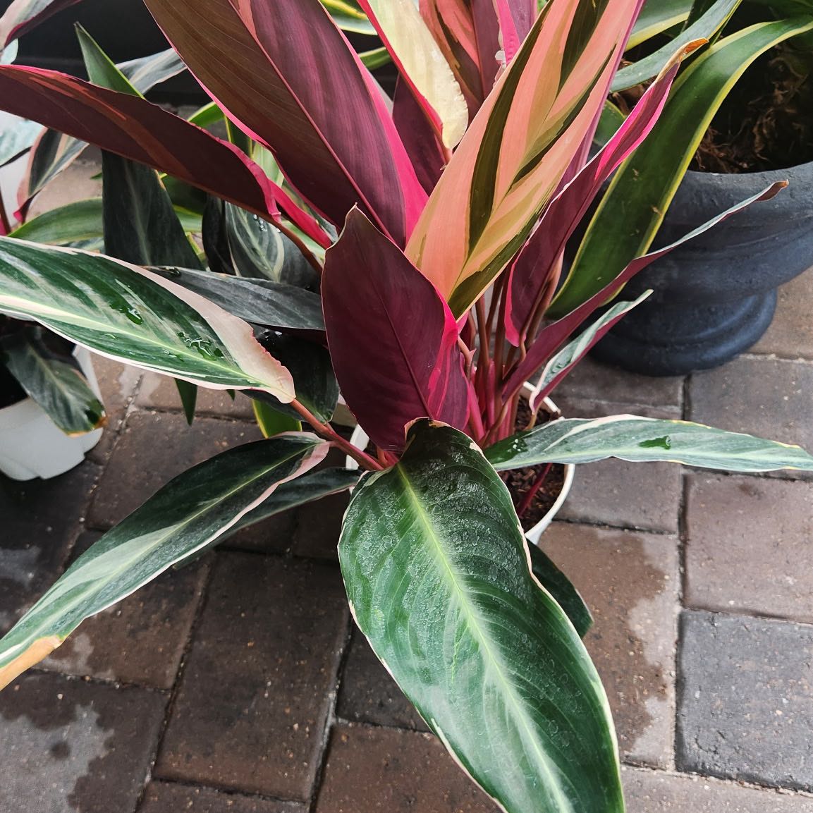 Photo of the plant species Stromanthe sanguinea 'Tricolor' by @IconMayapple66 named Denali on Greg, the plant care app