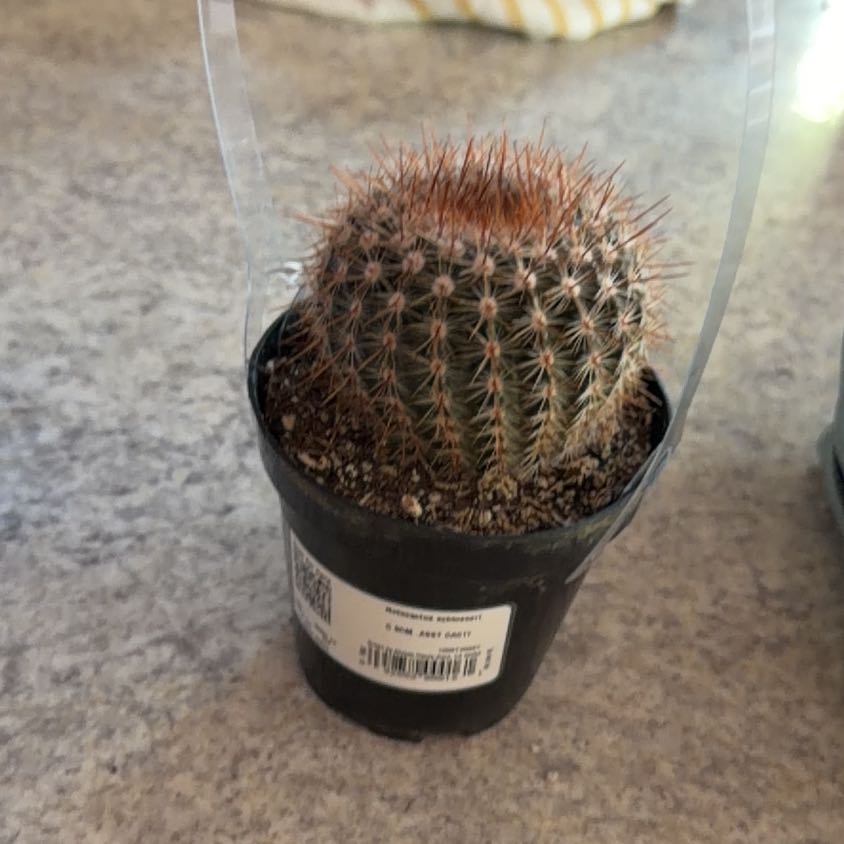 Photo of the plant species Cinnamon Cactus by @GoldenTallsedge named Goyslob on Greg, the plant care app