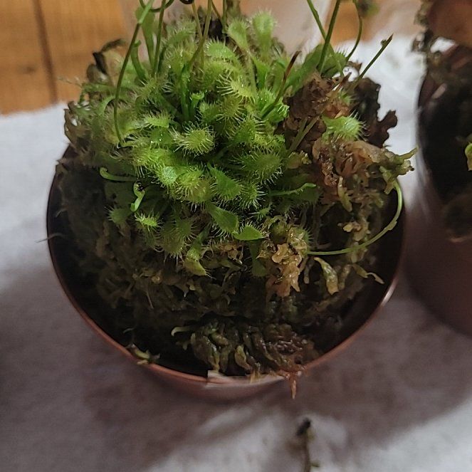 Photo of the plant species Spoon-Leaved Sundew by @BonusPepper4 named Robert Plant on Greg, the plant care app