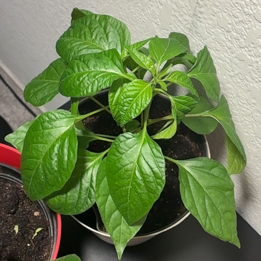 Photo of the plant species Jalapeño Pepper by @DesertRoseLV named Austen on Greg, the plant care app