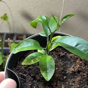 Photo of the plant species Mandarin orange by @DesertRoseLV named Elle on Greg, the plant care app
