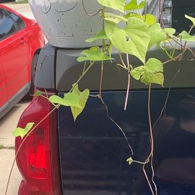 Photo of the plant species Common Morning Glory by @EclecticAtom80 named Dolores on Greg, the plant care app