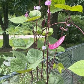 Photo of the plant species Hyacinth Bean by @EclecticAtom80 named Bieber on Greg, the plant care app