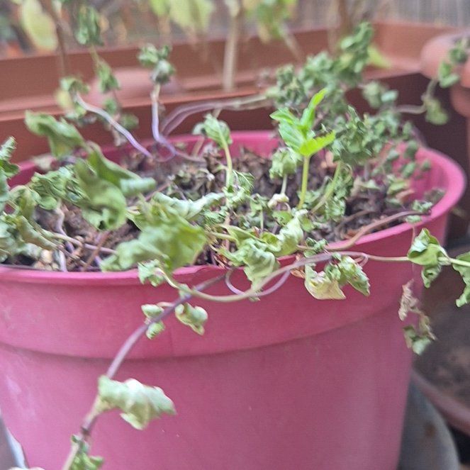 Photo of the plant species Mint by @MirthfulPurei37 named Gaga on Greg, the plant care app