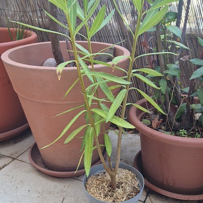 Photo of the plant species Oleander by @MirthfulPurei37 named Sherlock on Greg, the plant care app