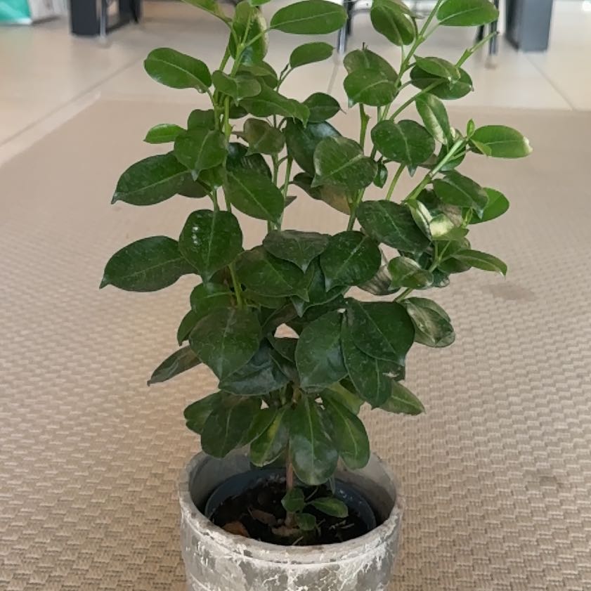 Photo of the plant species Lesser Periwinkle by @FitMexico79 named Spike Leaves on Greg, the plant care app