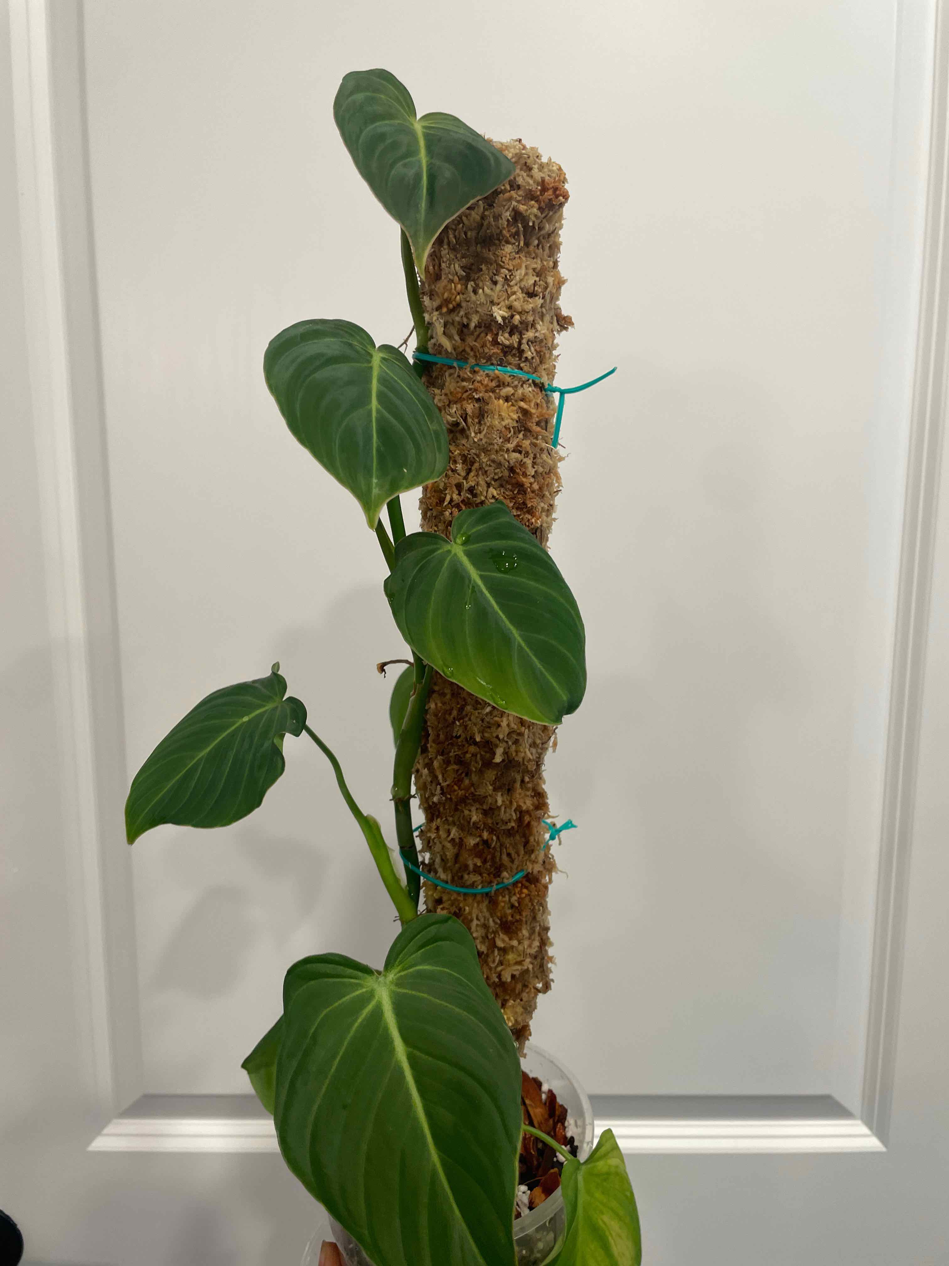 Philodendron 'Glorius' plant climbing a moss pole with healthy green leaves.