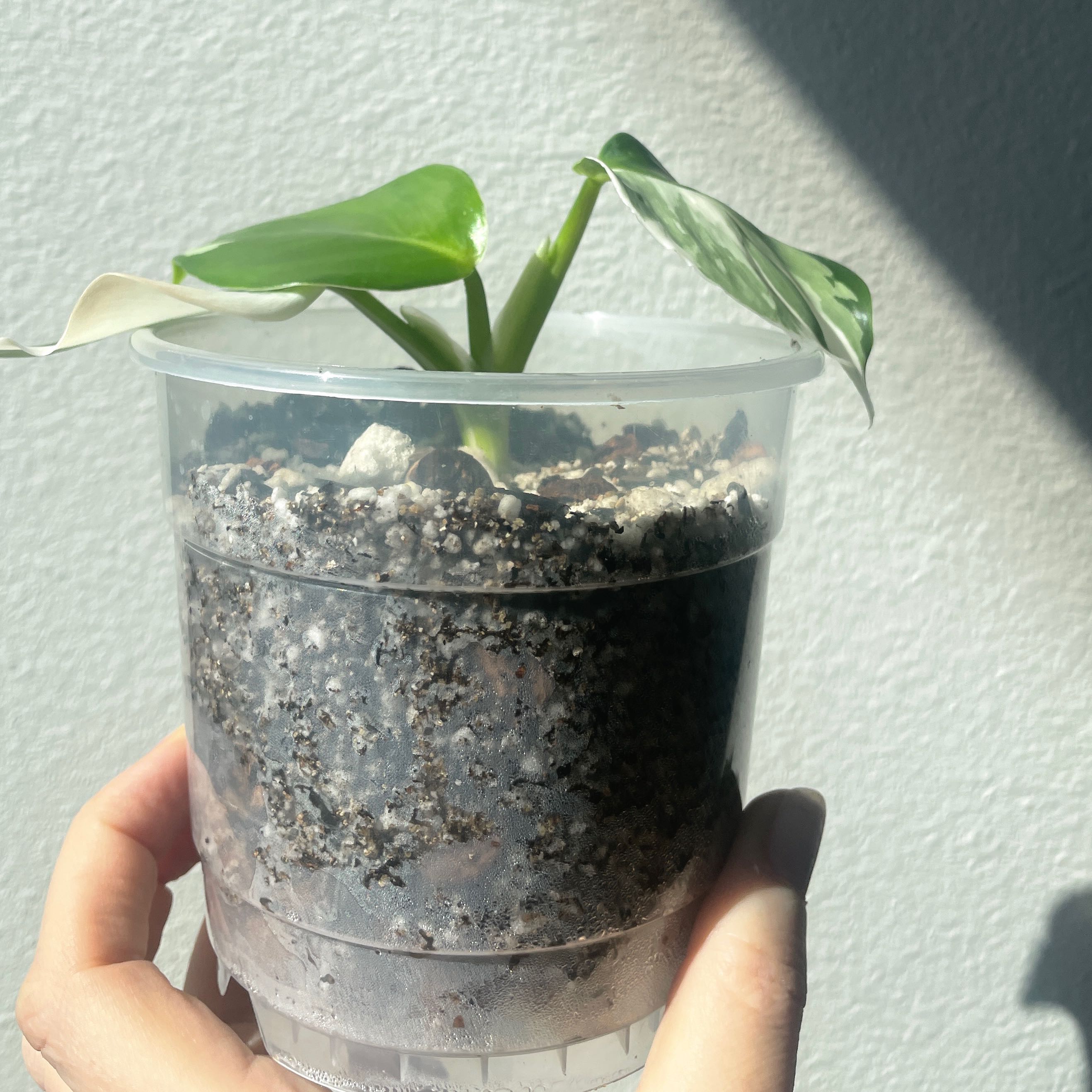 Philodendron 'White Wizard' plant in a clear plastic pot with visible soil.
