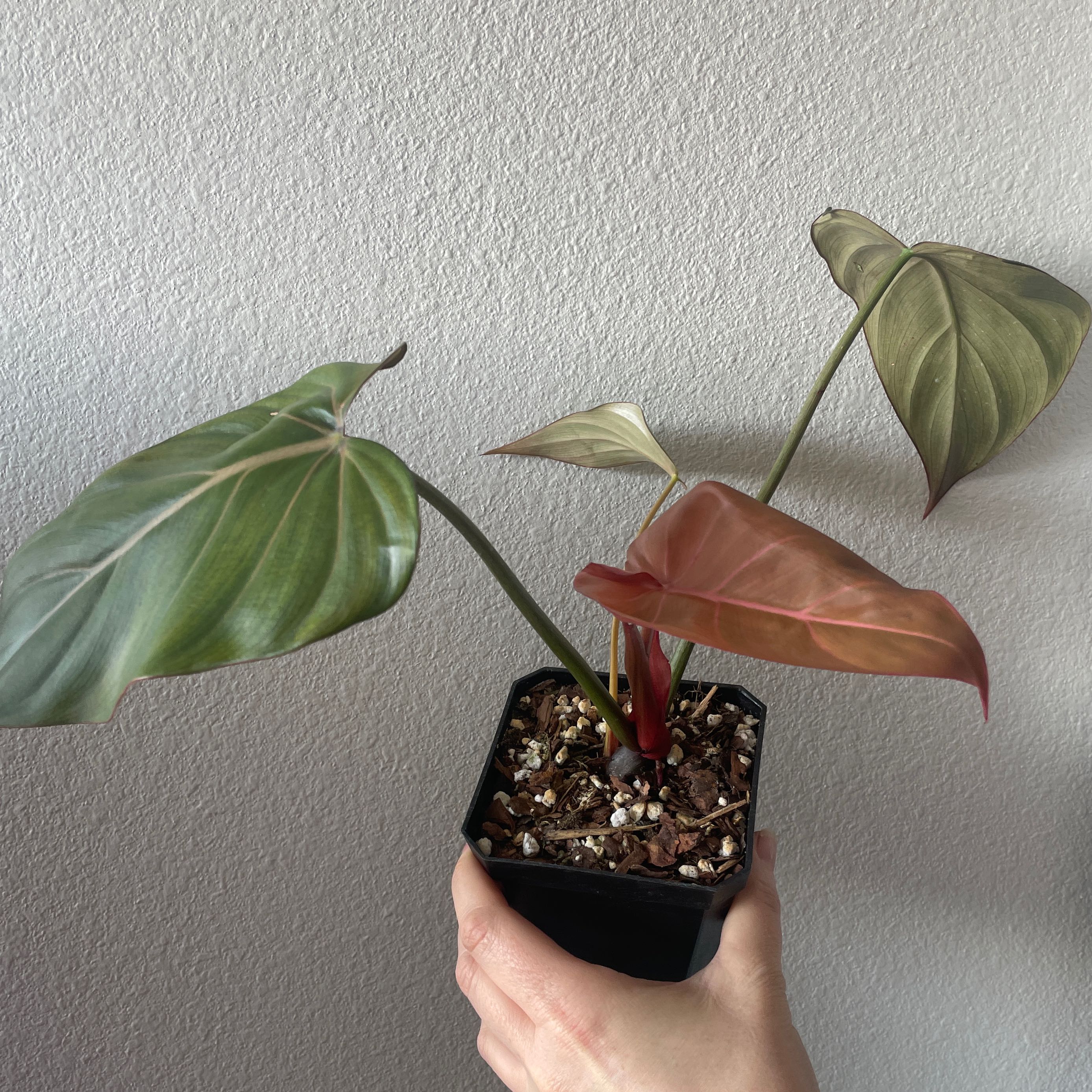 Philodendron 'Summer Glory' plant in a small pot, held by a hand.