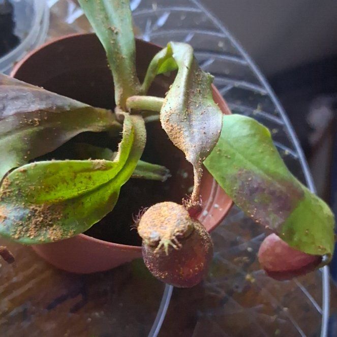 Photo of the plant species Pitcher Plant by @theplantedone43 named Fih on Greg, the plant care app