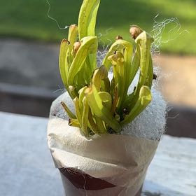 Photo of the plant species Pitcher Plant by @BounteousBibi7 named Kobe on Greg, the plant care app