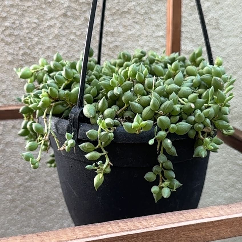 Photo of the plant species String of Raindrops by @SuperbKonjac67 named Kylie on Greg, the plant care app