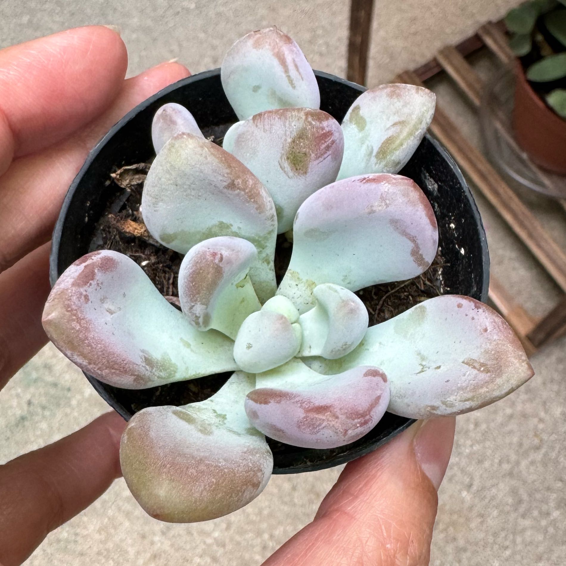 Photo of the plant species Graptoveria 'Opalina' by @SuperbKonjac67 named Elle on Greg, the plant care app