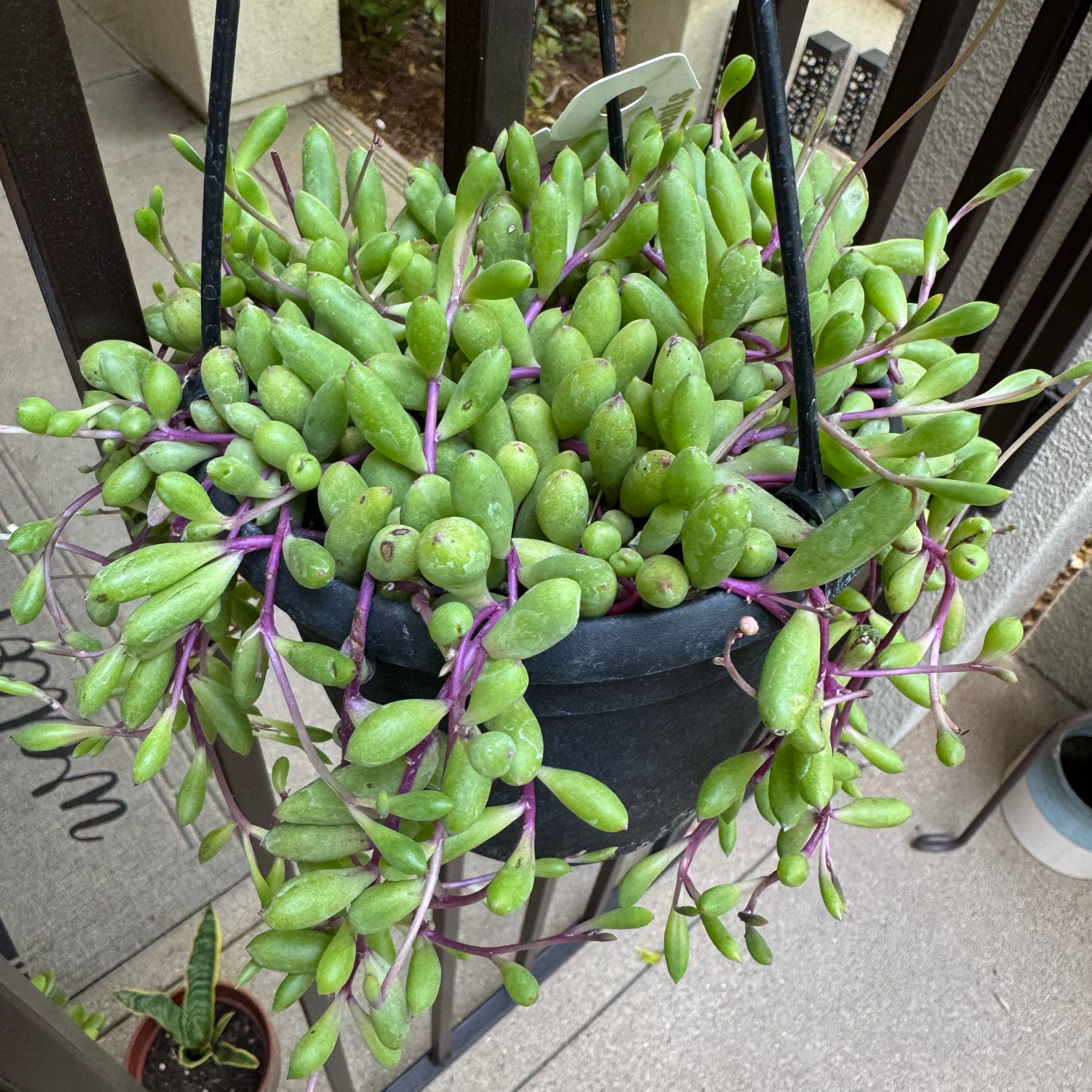 Photo of the plant species ruby necklace by @SuperbKonjac67 named Prince on Greg, the plant care app