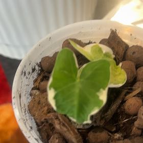 Photo of the plant species Mickey Mouse Taro by @GutsyHoyalisa49 named Navajo on Greg, the plant care app