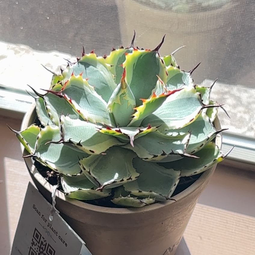 Photo of the plant species Butterfly Agave by @GemElkweed7 named Sir Plancelot on Greg, the plant care app