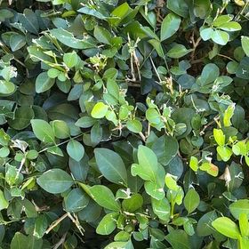 Photo of the plant species Mock Orange by @KookyOmnom90 named Lavender on Greg, the plant care app
