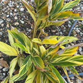 Photo of the plant species Variegated Shell Ginger by @KookyOmnom90 named Planty on Greg, the plant care app