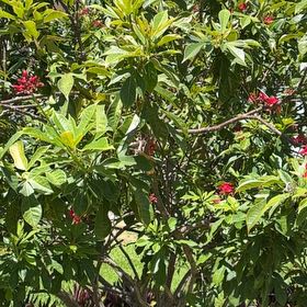 Photo of the plant species Spicy Jatropha by @KookyOmnom90 named Diana on Greg, the plant care app