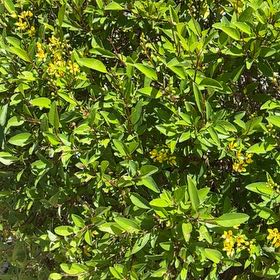 Photo of the plant species California Buckthorn by @KookyOmnom90 named Gates on Greg, the plant care app