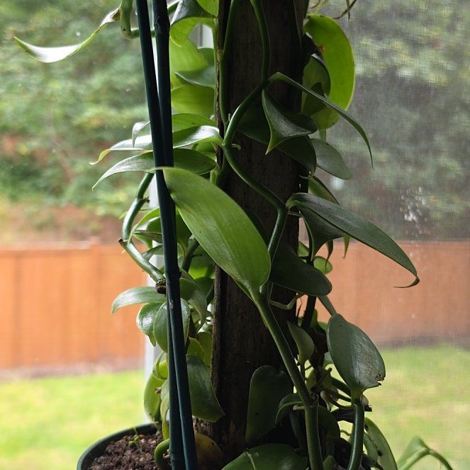 Photo of the plant species vanilla orchid by @ZestRustyfig32 named Treeyoncé on Greg, the plant care app