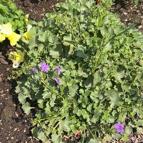 Photo of the plant species Peach-Leaf Bellflower by @SwiftMostii7 named Fernie Mercury on Greg, the plant care app