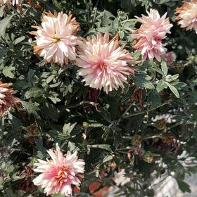 Photo of the plant species Garden Dahlia by @SwiftMostii7 named Hemingway on Greg, the plant care app