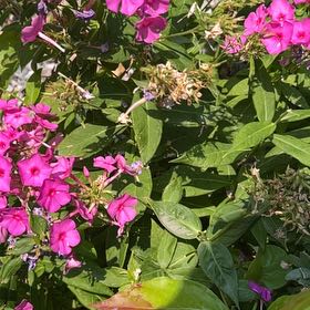 Photo of the plant species Garden Phlox by @SwiftMostii7 named Sage on Greg, the plant care app