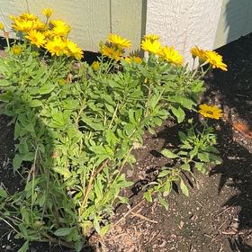 Photo of the plant species Treasureflower by @SwiftMostii7 named Sol on Greg, the plant care app