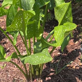 Photo of the plant species Spotted Calla Lily by @SwiftMostii7 named Kobe on Greg, the plant care app