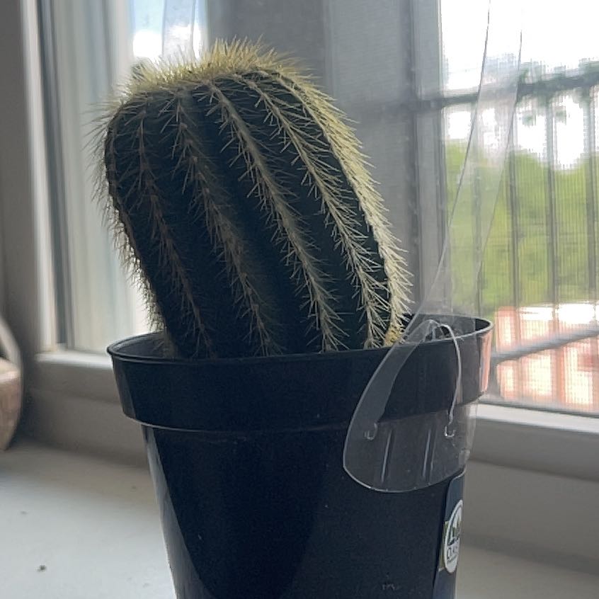Photo of the plant species Notocactus warasii by @ExoticTutu24 named Wasabi on Greg, the plant care app
