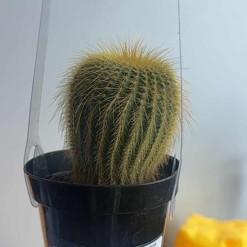 Photo of the plant species Notocactus leninghausii by @SmartAlbo51 named bean on Greg, the plant care app