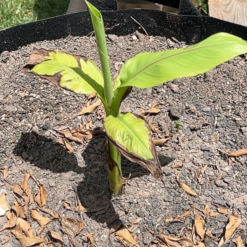 Photo of the plant species Blue Java Banana Tree by @CozyBorage85 named Doja Cat on Greg, the plant care app
