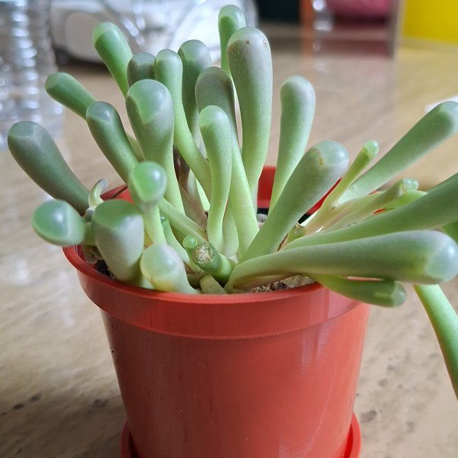Photo of the plant species Baby Toes by @SeasonalBeech24 named Planty on Greg, the plant care app