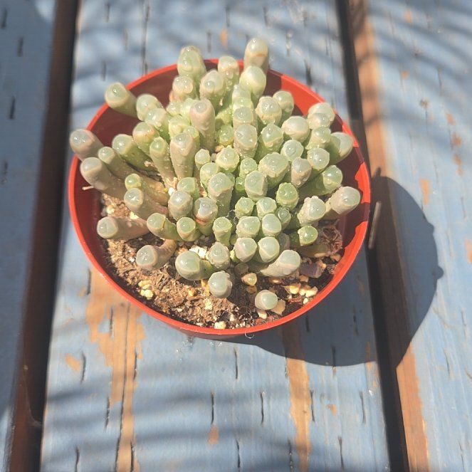 Photo of the plant species Baby Toes by @AdmiredGarlic95 named Miley on Greg, the plant care app