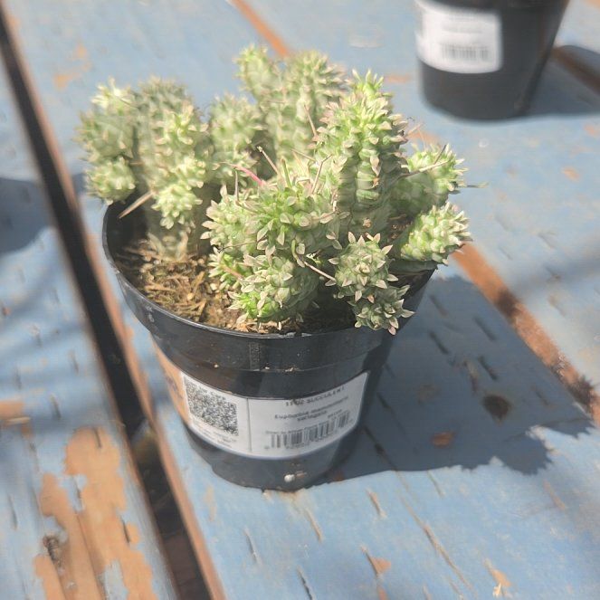 Photo of the plant species Variegated Corncob Cactus by @AdmiredGarlic95 named Harry on Greg, the plant care app