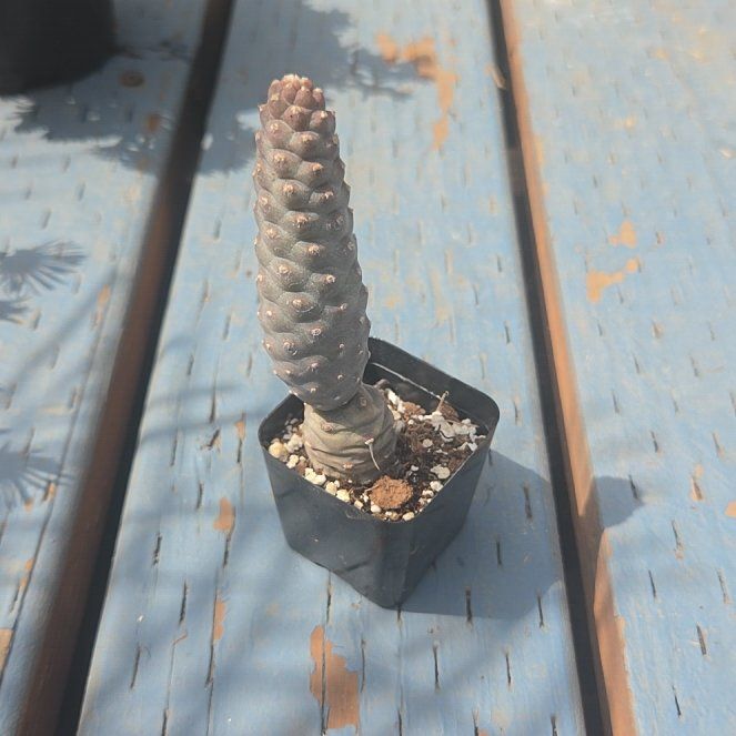 Photo of the plant species Pine Cone Cactus by @AdmiredGarlic95 named Ulysses S Plant on Greg, the plant care app