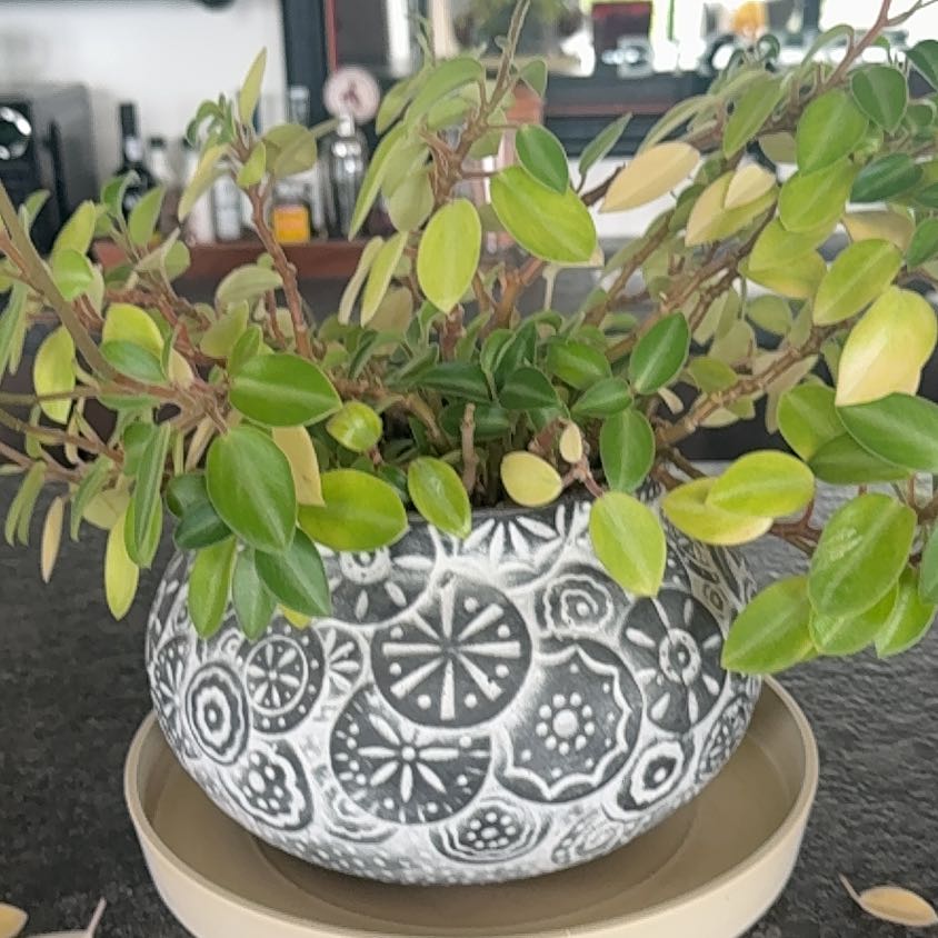 Photo of the plant species Beach Moning Glory by @HotFanmoss13 named Hemingway on Greg, the plant care app