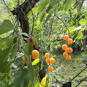 Photo of the plant species American Plum by @FunChinotto11 named Spike Leaves on Greg, the plant care app