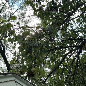Photo of the plant species Common Pear by @FunChinotto11 named Harry on Greg, the plant care app