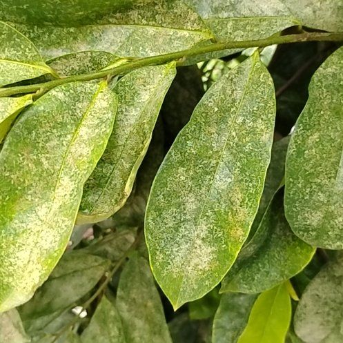 Photo of the plant species Soursop by @VitalBilberry61 named Orwell on Greg, the plant care app