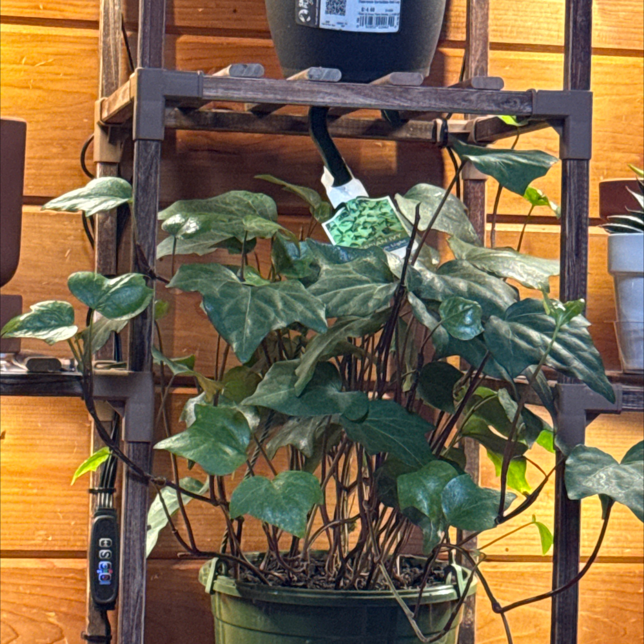 Photo of the plant species Algerian Ivy by @HumaneHoya66 named Sahara on Greg, the plant care app
