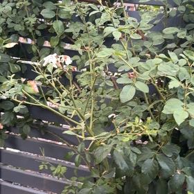 Photo of the plant species Multiflora Rose by @RichOtanthus82 named Kardashian on Greg, the plant care app