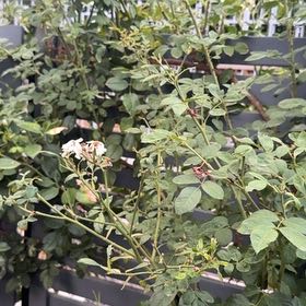 Photo of the plant species Multiflora Rose by @RichOtanthus82 named Sherlock on Greg, the plant care app