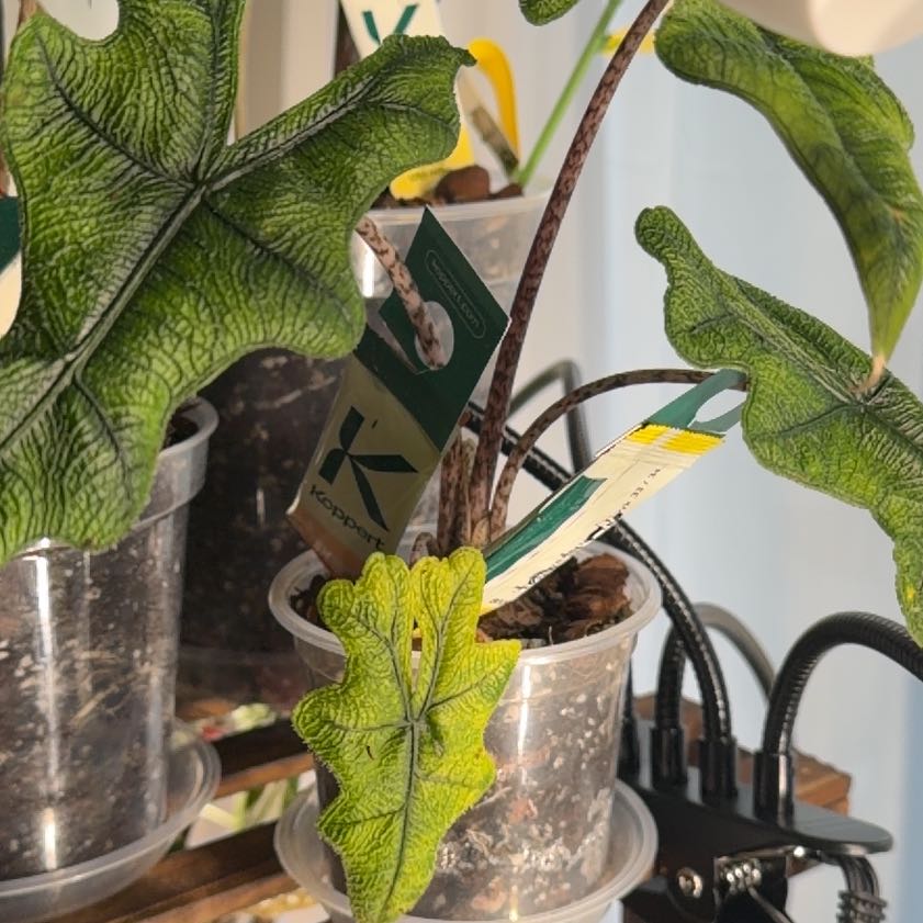 Photo of the plant species Alocasia 'Jacklyn' by @ZealouslyHoya31 named Nithin on Greg, the plant care app