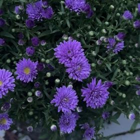 Photo of the plant species Giant Crego Aster by @HoorayComet84 named Sproutacus on Greg, the plant care app