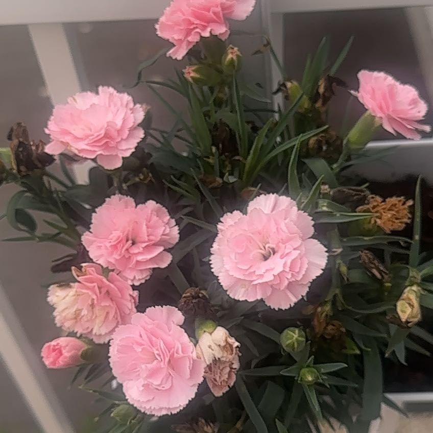 Photo of the plant species Border Carnation by @MeekFivespot8 named Sahara on Greg, the plant care app