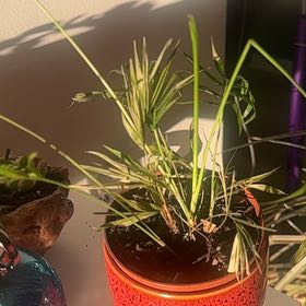 Photo of the plant species Umbrella Papyrus by @MeekFivespot8 named Luna on Greg, the plant care app